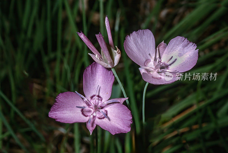 裸凤仙花(Calochortus nudus)是北美百合科开花植物的一种，俗称裸凤仙花。蝴蝶谷，Plumas国家森林，加利福尼亚。